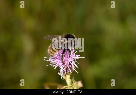 Field cuckoo bumblebee (Bombus campestris) on Creeping thistle (Cirsium arvense), Worcestershire, England, UK, August. Stock Photo