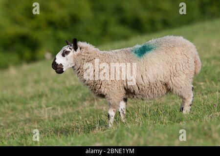 Woolly Beulah speckled face (Ovis aries) ewe walking over a field chewing, Redbrook, Monmouthshire, Wales, UK, August. Stock Photo