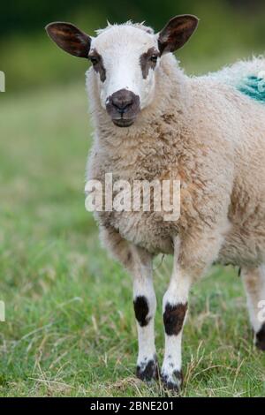 Beulah speckled face (Ovis aries) lamb portrait, Redbrook, Monmouthshire, Wales, UK, August. Stock Photo