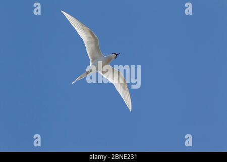 White fronted tern (Sterna striata) in flight against sky, Muriwai, Auckland, New Zealand, October. Stock Photo