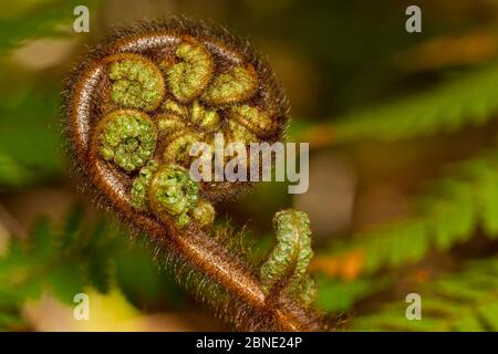 Wheki / Rough tree fern (Dicksonia squarrosa) frond unfuling, Ulva Island, Stewart Island, New Zealand, November. Stock Photo