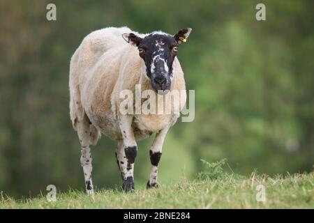 Beulah speckled face (Ovis aries) ewe portrait, Redbrook, Monmouthshire, Wales, UK, August. Stock Photo