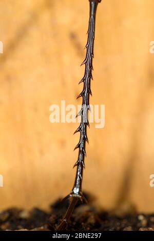 Cave weta (Pachyrhamma sp) close up of the hind leg of a male, Boundary Stream, Hawkes Bay, New Zealand, November. Stock Photo