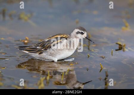 Adult male Red-necked phalarope (Phalaropus lobatus) in shallow water, moulting out of breeding plumage, Flatey, Western Fjords, Iceland, July. Stock Photo