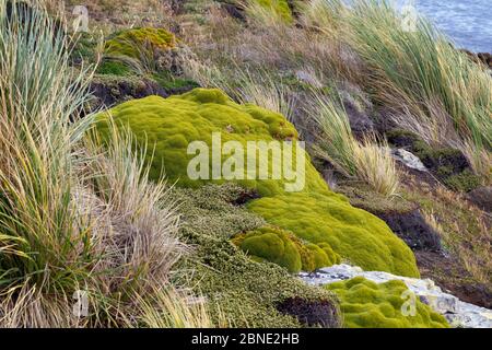 Balsam bog (Bolax gummifera) and Diddle-dee (Empetrum rubrum) growing amongst tussocks on quartzite rock, Gypsy Cove, Falkland Islands, South Atlantic Stock Photo