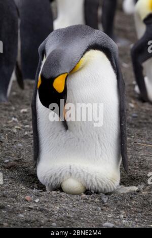 An adult King penguin (Aptenodytes patagonicus) looks down at the egg it is incubating on the top of its feet Gold Harbour, South Georgia, South Atlan