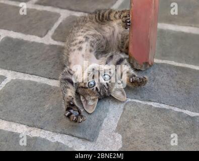 Cute brown tabby cat kitten lying playfully on stony ground, roll around on its back, exposes its belly and looking curiously, Crete, Greece Stock Photo