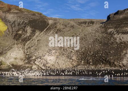 Large numbers of chinstrap penguins (Pygoscelis antarcticus) gather on the beach below their breeding colony Deception Island, South Shetland Islands, Stock Photo