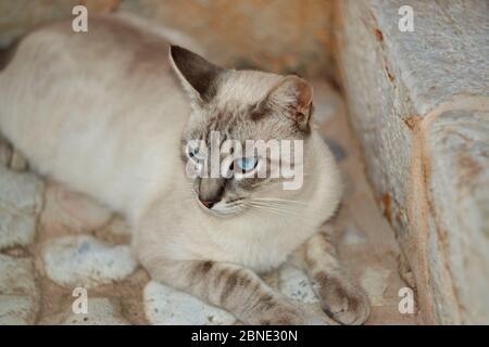 Cat laying in yard Stock Photo