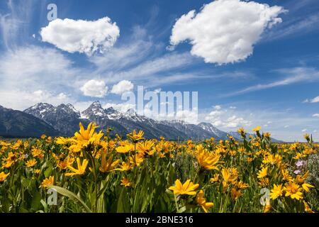 Balsamroot flowers (Balsamorhiza sagittata) along Antelope Flats Road with Teton Range in the background, Grand Teton National Park, Wyoming, USA, Jun Stock Photo