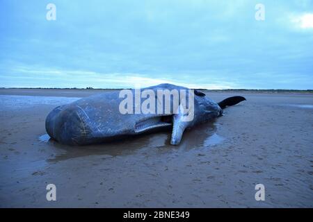 Beached Sperm Whale (Physeter macrocephalus) Norfolk, UK, February 2016. Stock Photo