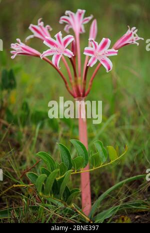 Cape grass lily (Crinum sp) St Lucia Wetlands National Park, South Africa Stock Photo