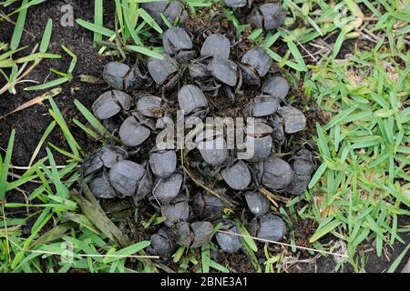 Scarab beetles (Scarabaeidae) gathering dung, St Lucia Wetlands National  Park, South Africa Stock Photo - Alamy
