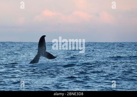 Humpback whale (Megaptera novaeangliae) tail fluke above water before diving, Senja, Troms County, Norway, Scandinavia, January. Cetaceans are attract Stock Photo