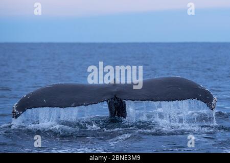 Humpback whale (Megaptera novaeangliae) tail fluke above water before diving, Senja, Troms County, Norway, Scandinavia, January. Cetaceans are attract Stock Photo