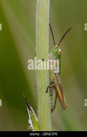 Female Meadow grasshopper (Chorthippus parallelus) resting on a Meadow thistle (Cirsium dissectum) flower stem in a damp culm grassland meadow, Devon, Stock Photo