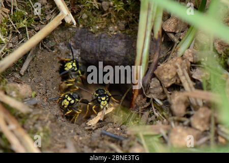 German / European wasp (Vespula germanica) worker carrying some small sticks while excavating a nest cavity to deposit them outside as two other worke Stock Photo