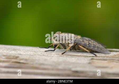 Band-eyed brown horsefly (Tabanus bromius) resting on a fence, Wiltshire, UK, June. Stock Photo