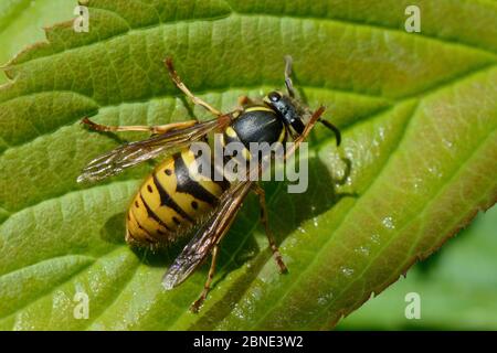 German / European wasp (Vespula germanica) queen grooming its head as it suns on a garden hedge, Wiltshire, UK, May. Stock Photo