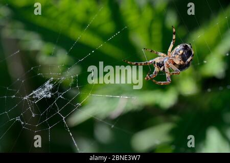 Female Furrow orb weaver  / Foliate spider (Larinioides cornutus) spinning its web , Wiltshire, UK, May. Stock Photo