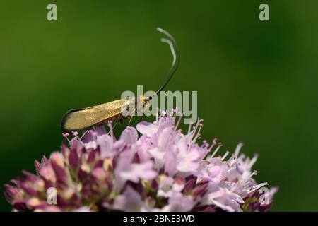 Female Brassy longhorn moth (Nemophora metallica) on a Wild marjoram (Origanum vulgare) flowerhead in chalk grassland, UK, July. Stock Photo