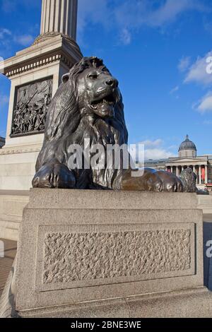 Nelsons Column and Lion Statue, Trafalgar Square, London Stock Photo