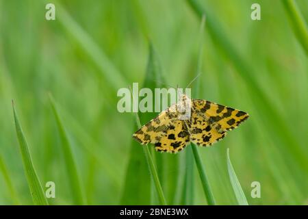 Speckled yellow moth (Pseudopanthera macularia) resting on a grass blade, Cornwall, UK, May. Stock Photo