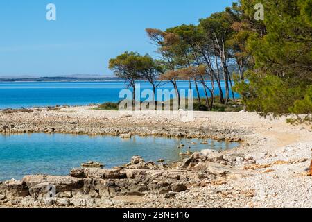 The pebble beach with a pine forest near Pakostane in Dalmacija Stock Photo