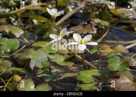 Round-leaved crowfoot (Ranunculus omiophyllus) flowering in a boggy pool on the edge of Bodmin Moor, Davidstow Woods, Cornwall, UK, April. Stock Photo