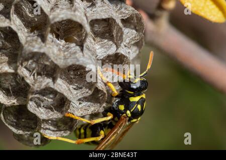 Paper wasp building the nest, Vrana Lake Nature Park, Croatia Stock Photo