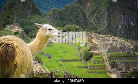 Llama in the middle of the ruins of an ancient Inca city in the middle of mountains. Ruins of Machu Picchu in Peru Stock Photo