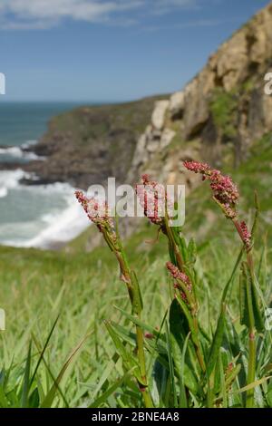 Common sorrel (Rumex acetosa) flowering on slumping cliff at Widemouth Bay, Cornwall, UK, May. Stock Photo