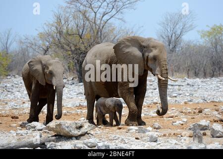 African elephant (Loxodonta africana) female staying next to her very young calf, Etosha National Park, Namibia, Africa Stock Photo