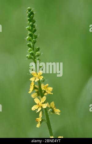 Common agrimony (Agrimonia eupatoria) in flower, Green Down Nature Reserve, Somerset, England, UK, June. Stock Photo