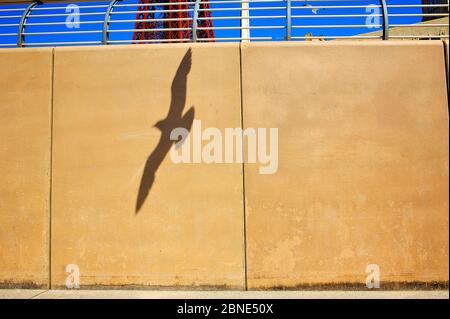 Seabird casting shadow onto seawall on Blackpool seafront Stock Photo