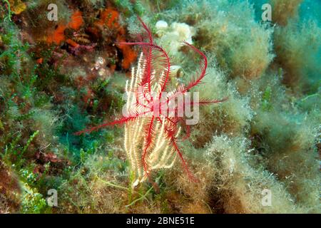 Mediterranean feather star (Antedon mediterranea) on a White gorgonian coral (Eunicella singularis), Punta Campanella Marine Reserve, Massa Lubrense, Stock Photo