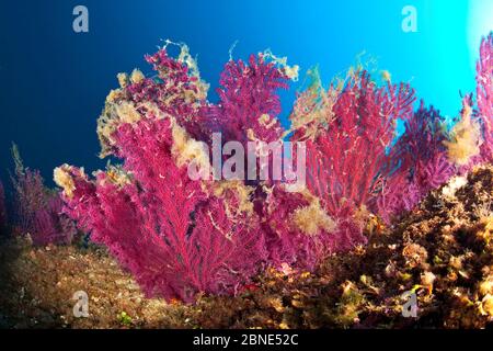 Red gorgonian coral (Paramuricea clavata) covered with mucilage, a symptom of rising sea temperature,  Punta Campanella Marine Reserve, Massa Lubrense Stock Photo