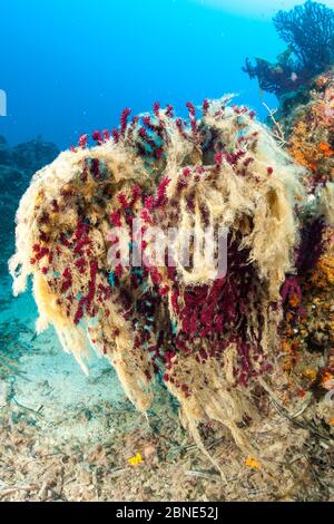 Red gorgonian coral (Paramuricea clavata) covered with mucilage, a symptom of rising sea temperature,  Ventimiglia, Italy, Ligurian Sea, Mediterranean Stock Photo