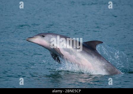Bottlenose dolphin, (Tursiops truncatus) porpoising, Sado Estuary, Portugal, September. Stock Photo