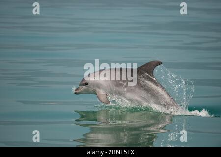 Bottlenose Dolphin, (Tursiops truncatus) porpoising, Sado Estuary, Portugal Stock Photo