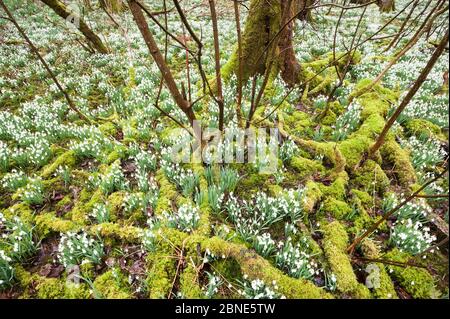 Snowdrops (Galanthus nivalis) flowering in woodland, Islay, Inner Hebrides, Scotland, February. Stock Photo