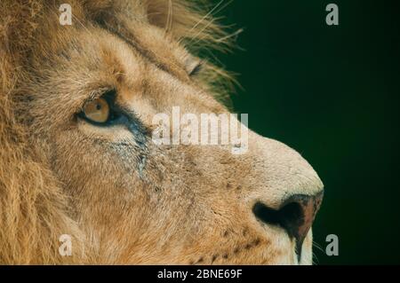 Male Lion (Panthera leo) portrait, captive, occurs in Africa. Stock Photo