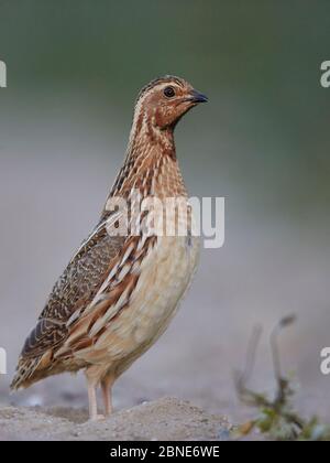 Male Common quail (Coturnix coturnix) portrait, Spain, May. Stock Photo