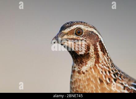 Male Common quail (Coturnix coturnix) portrait, Spain, May. Stock Photo