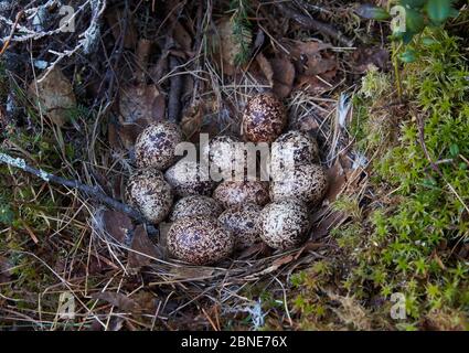 Willow grouse / Ptarmigan (Lagopus lagopus) nest with clutch of twelve eggs, Kuusamo, Finland, June. Stock Photo