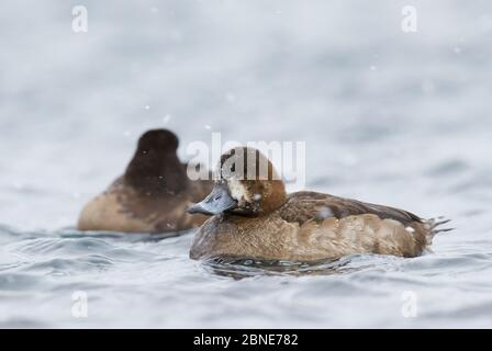 Two Greater scaup (Aythya marila) on water, Hokkaido, Japan, February. Stock Photo