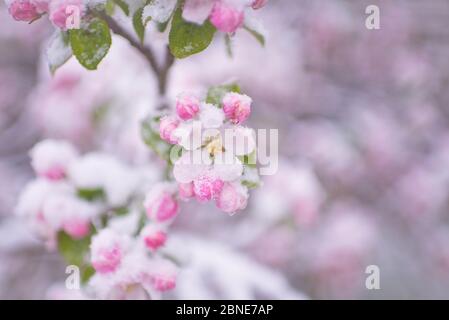 Beautiful spring apple blossoms covered with snow. Bloom tree flowers covered in snow. Spring frost over may blooming tree blossoms. Tree spring Stock Photo