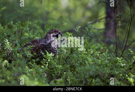 Male Hazel grouse (Tetrastes / Bonasa bonasia) amongst vegetation, Kuusamo, Finland. Stock Photo