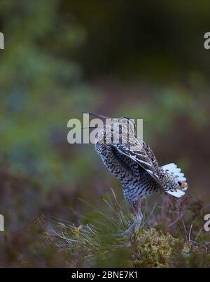 Male Great snipe (Gallinago media) displaying, Norway, June. Stock Photo