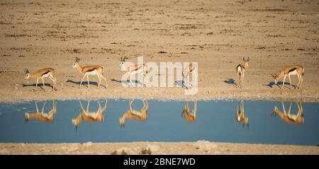 Springbok (Antidorcas marsupialis) herd reflected in waterhole. Etosha National Park, Namibia, June. Stock Photo